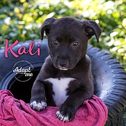 Thumbnail photo of Kali #1