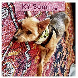 Photo of KY Sammy