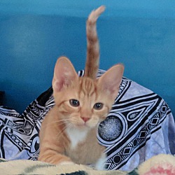 Thumbnail photo of Adopted! Foxy #4