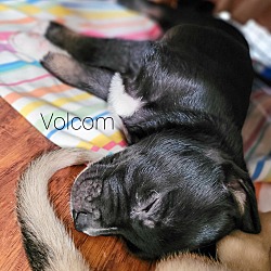 Thumbnail photo of Volcom #4