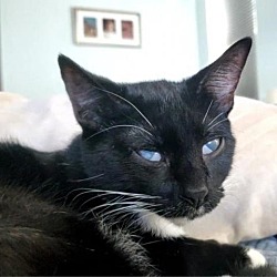 Thumbnail photo of Simon #3