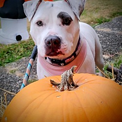 Photo of Abby
