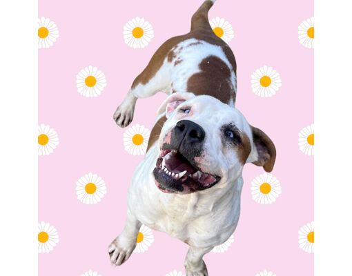 Marysville, OH - American Bulldog. Meet Mila a Pet for Adoption ...