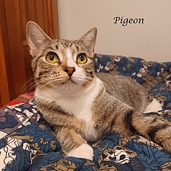 Thumbnail photo of PIGEON #1