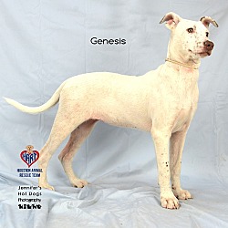 Thumbnail photo of Genesis #2