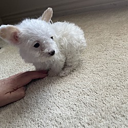 Photo of Puppy foster urgent