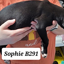 Thumbnail photo of Sophie B291 #2
