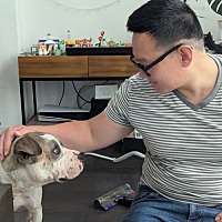 adopt a pet