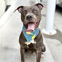 adopt a pet