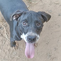 adopt a pet