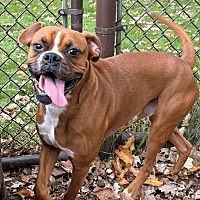 BEAKER - Boxer available for adoption