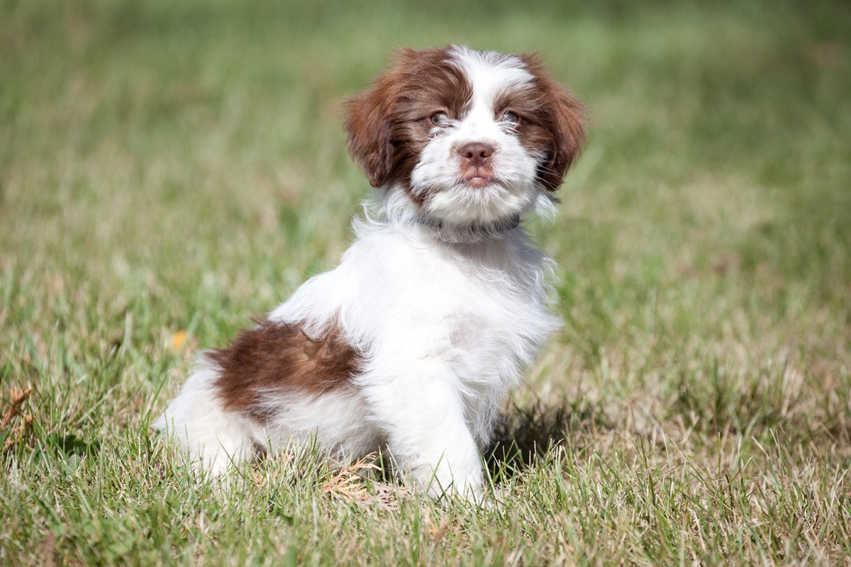 brittany poodle