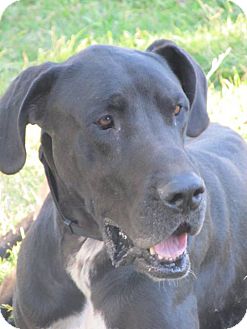 El Paso, TX - Great Dane. Meet Jack M. a Pet for Adoption.