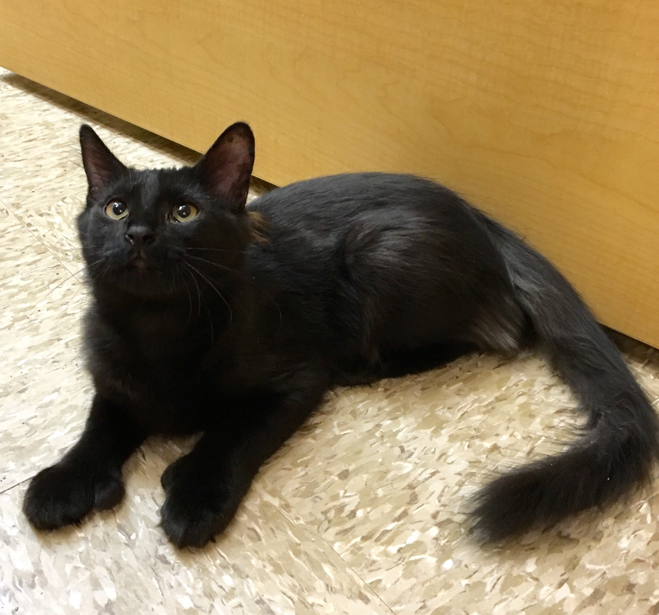 Houston Tx Bombay Meet Sammy Paddle Paws Polydactyl A Pet
