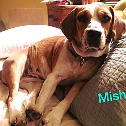 Thumbnail photo of Mishka #1