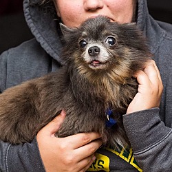 Thumbnail photo of Taz Adopted! #4