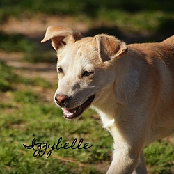 Thumbnail photo of Izzybelle~adopted! #3