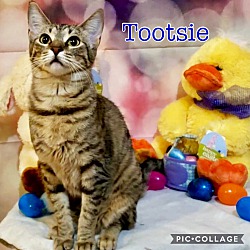 Arlington Ft Worth Tx Domestic Shorthair Meet Tootsie A Pet For Adoption