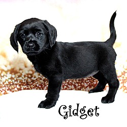 Thumbnail photo of Gidget~adopted! #2