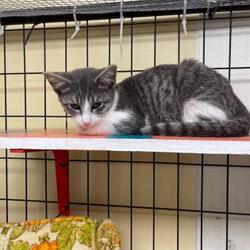 Available Pets At New Nodaway Humane Society In Maryville Missouri