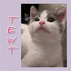 Thumbnail photo of Tewt NOW Guinevere #1