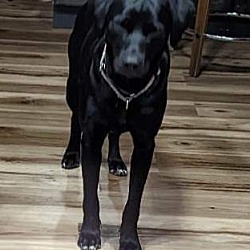 Photo of Luna