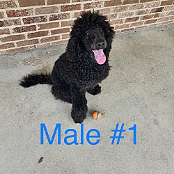 Photo of Male #1