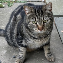 Photo of Biggon-Barn Cat