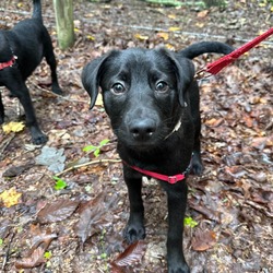 Thumbnail photo of Cheerful Pup: Cherry #1