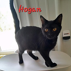 Thumbnail photo of Hogan #1