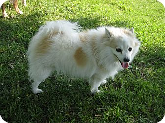 Toronto Gta On Pomeranian Meet Brandy A Pet For Adoption