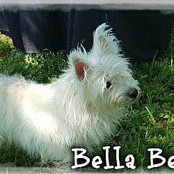 Thumbnail photo of Bella Bea & Muffy (pom-dc) #1