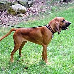 Thumbnail photo of Max the Bloodhound #3