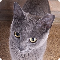 Chicago, IL - Russian Blue. Meet Shadow a Pet for Adoption.