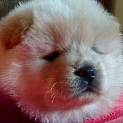 Thumbnail photo of Piper-Chow Female #1