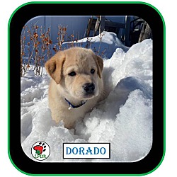 Thumbnail photo of ADOPTED -Dorado-Spanish Litter #2