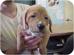 Rochester Hills Mi Golden Retriever Meet Bella A Pet For Adoption