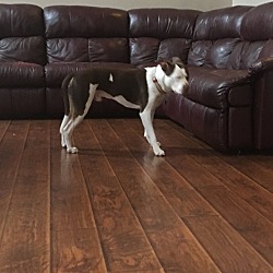 Photo of Dash