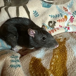 Photo of Mister Freeze