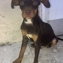 Thumbnail photo of Mini Pinscher puppy boy Hershey #2