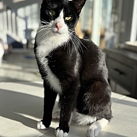 adopt a pet