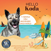 adopt a pet