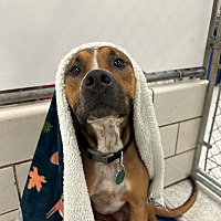 adopt a pet