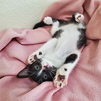 adopt a pet
