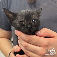 adopt a pet