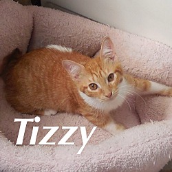 Thumbnail photo of Tizzy #1