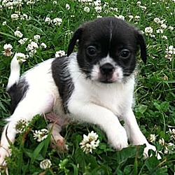Thumbnail photo of Perfect little Puppy Pinto! #3