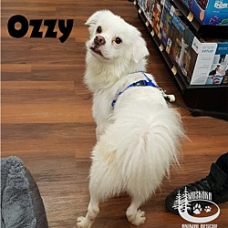 Thumbnail photo of Ozzy - Adopted June 2017 #1