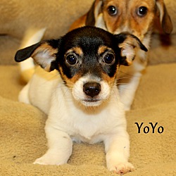 Thumbnail photo of YoYo~adopted! #2