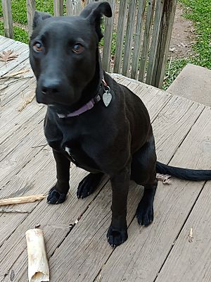 Knoxville, TN - Labrador Retriever. Meet Molly a Pet for Adoption.